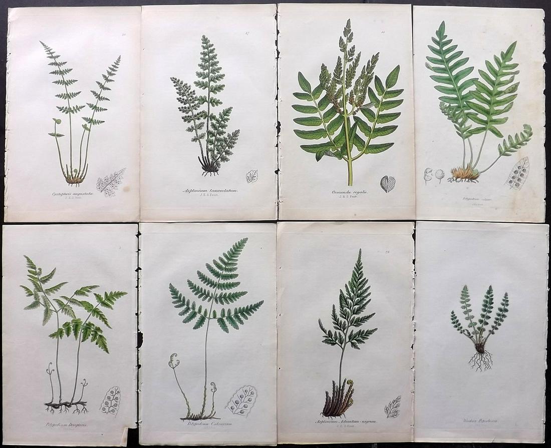 Johnson, Charles 1855 Lot of 8 Hand Col Fern Prints (1 of 2)