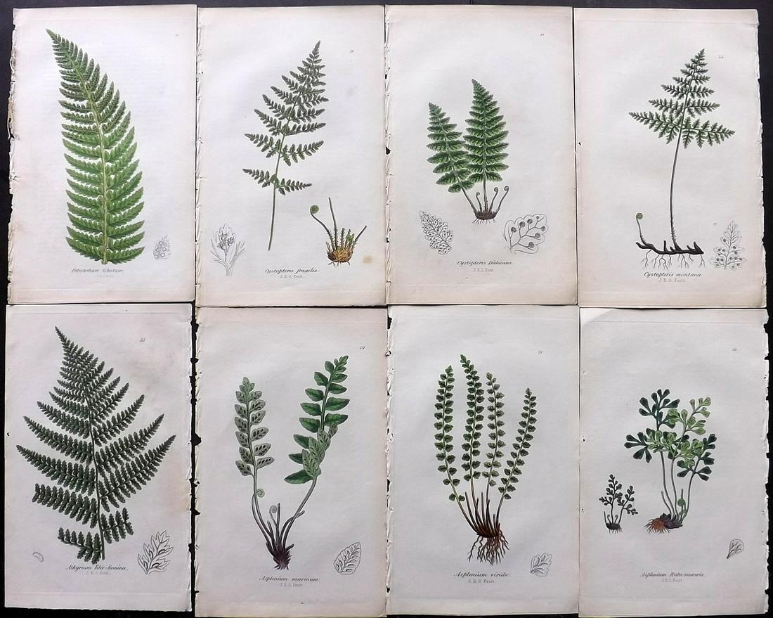 Johnson, Charles 1855 Lot of 8 Hand Col Fern Prints (1 of 2)