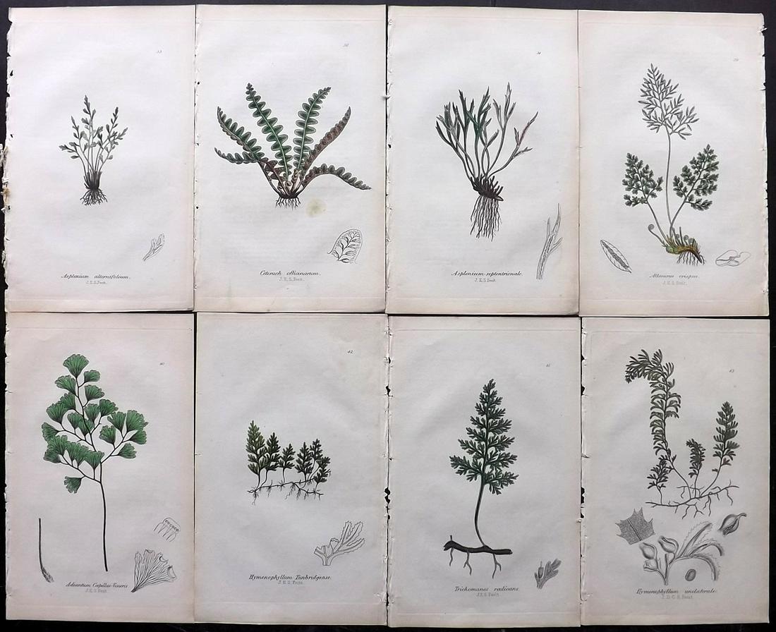 Johnson, Charles 1855 Lot of 8 Hand Col Fern Prints: Hand Coloured Lithographs Published 1855, London for "The Ferns of Great Britain" by Charles Johnson. Illustrated by John E. Sowerby. Paper Size: 9 x 6 inch (23 x 15cm) Good Condition overall