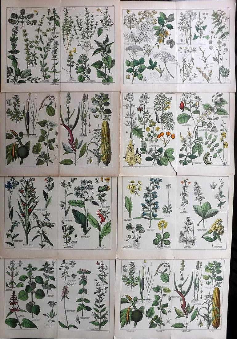 Schubert, Gotthilf C1880 Lot of 8 Large Botanical (1 of 2)