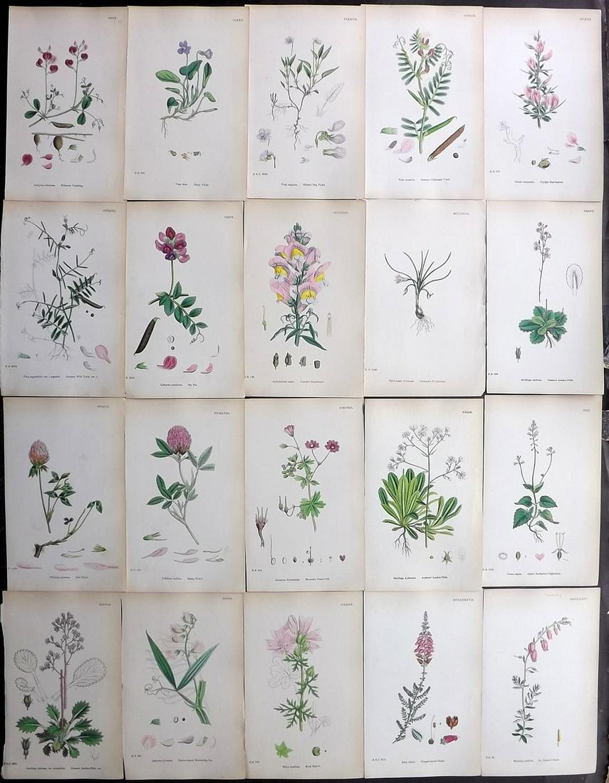 Sowerby, James C1870 Lot of 20 HCol Botanical Prints (1 of 2)