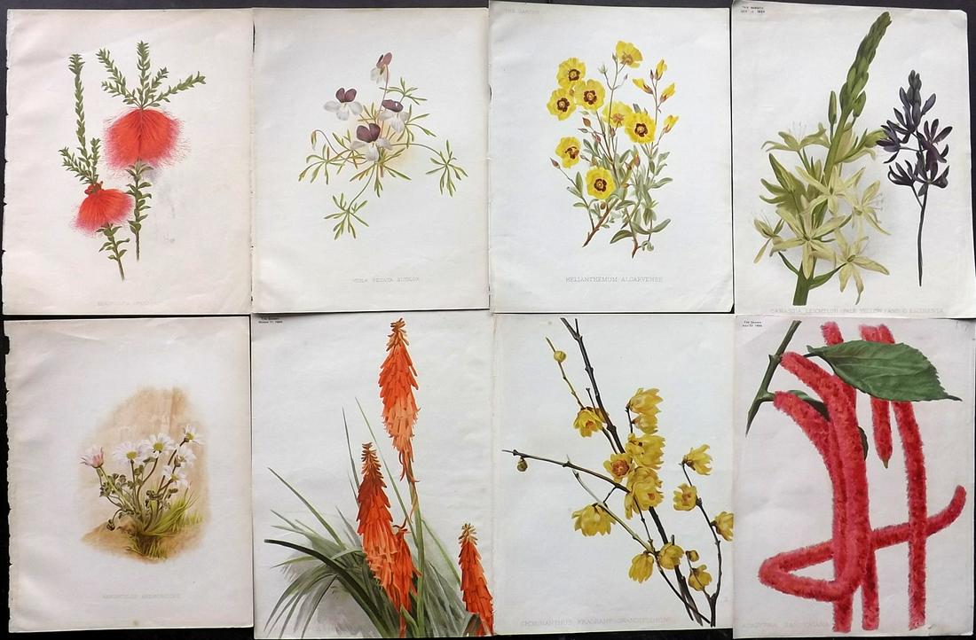 The Garden C1890 Lot of 8 Botanical Prints: Chromolithographs Published 1872-1927, London for "The Garden. An Illustrated Weekly Journal of Horticulture in all its Branches" Edited by William Robinson and others. Paper Size: 11.5 x 9 inch (29 x