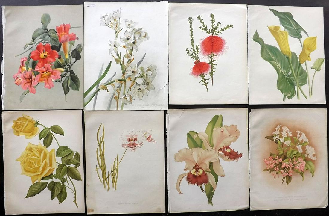 The Garden C1890 Lot of 8 Botanical Prints: Chromolithographs Published 1872-1927, London for "The Garden. An Illustrated Weekly Journal of Horticulture in all its Branches" Edited by William Robinson and others. Paper Size: 11.5 x 9 inch (29 x