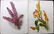 The Garden C1890 Lot of 8 Botanical Prints - 2
