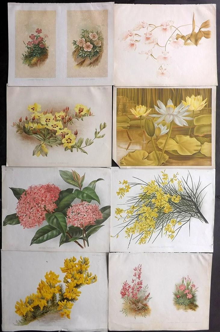 The Garden C1890 Lot of 8 Botanical Prints: Chromolithographs Published 1872-1927, London for "The Garden. An Illustrated Weekly Journal of Horticulture in all its Branches" Edited by William Robinson and others. Paper Size: 11.5 x 9 inch (29 x