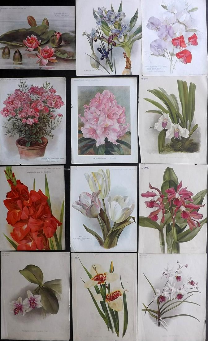 The Garden C1890-1910 Lot of 12 Botanical Prints (1 of 2)