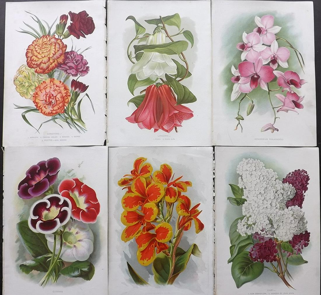 Thompson, Robert C1890 Lot of 6 Botanical Prints: Chromolithographs Published C1860, London for "The Gardener's Assistant..." by Robert Thompson. Paper Size: 9.5 x 6.5 inch (24 x 16.5cm) Good Condition
