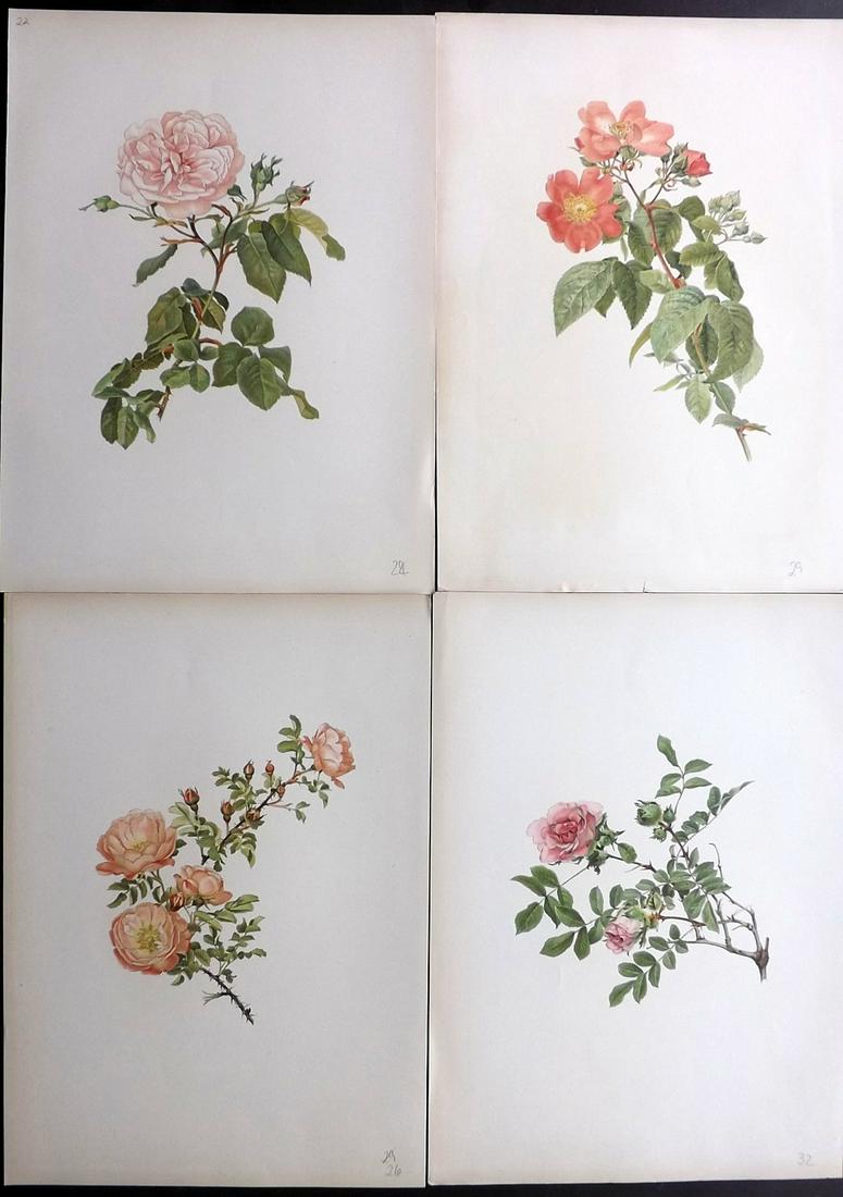 Willmott, Ellen 1914 Lot of 4 Folio Rose Prints: Chromolithographs Published 1914, London for "The Genus Rosa" by Ellen Willmott. Paper Size: 14.5 x 10.5 inch (37 x 27cm) Good Condition