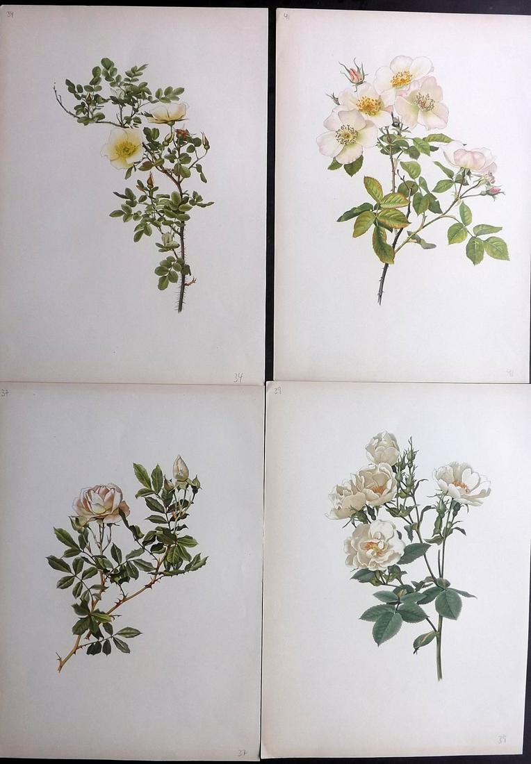 Willmott, Ellen 1914 Lot of 4 Folio Rose Prints: Chromolithographs Published 1914, London for "The Genus Rosa" by Ellen Willmott. Paper Size: 14.5 x 10.5 inch (37 x 27cm) Good Condition