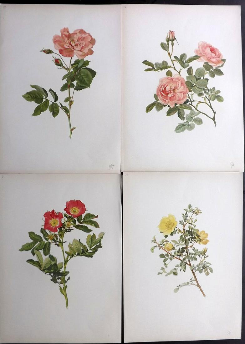 Willmott, Ellen 1914 Lot of 4 Folio Rose Prints: Chromolithographs Published 1914, London for "The Genus Rosa" by Ellen Willmott. Paper Size: 14.5 x 10.5 inch (37 x 27cm) Good Condition