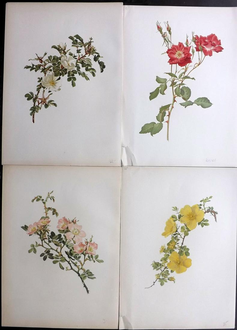 Willmott, Ellen 1914 Lot of 4 Folio Rose Prints: Chromolithographs Published 1914, London for "The Genus Rosa" by Ellen Willmott. Paper Size: 14.5 x 10.5 inch (37 x 27cm) Good Condition