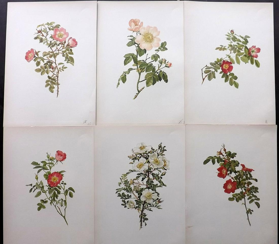 Willmott, Ellen 1914 Lot of 6 Folio Rose Prints: Chromolithographs Published 1914, London for "The Genus Rosa" by Ellen Willmott. Paper Size: 14.5 x 10.5 inch (37 x 27cm) Good Condition