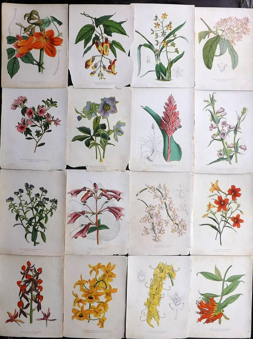 Paxton, Joseph 1884 Lot of 16 Botanical Prints (1 of 2)