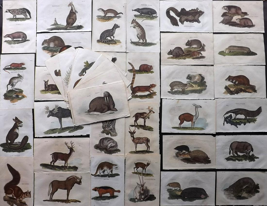 Brightly (Pub) 1811 Lot of 46 Hand Col Animal Prints (1 of 7)