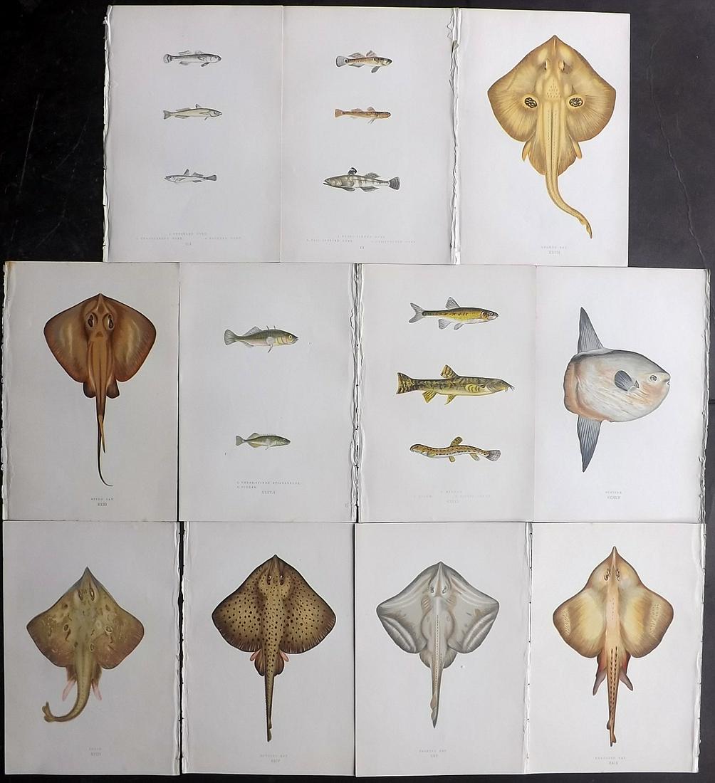 Couch, Jonathan 1877 Lot of 11 Fish Prints: Color Printed Woodblocks Published 1877, London for "A History of the Fishes of the British Islands" by Jonathan Couch. Paper Size: 9.5 x 6.5 inch (24 x 16.5cm) Good Condition