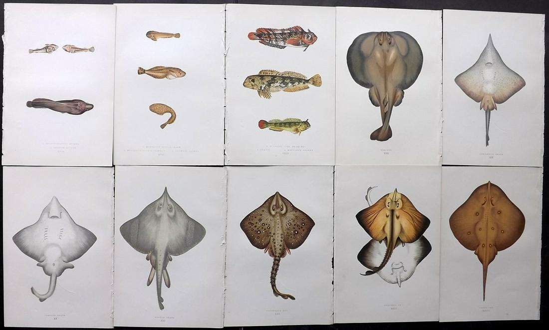 Couch, Jonathan 1877 Lot of 10 Fish Prints: Color Printed Woodblocks Published 1877, London for "A History of the Fishes of the British Islands" by Jonathan Couch. Paper Size: 9.5 x 6.5 inch (24 x 16.5cm) Good Condition