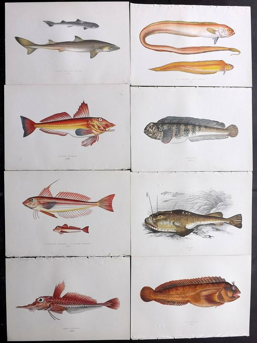 Couch, Jonathan 1877 Lot of 8 Fish Prints: Color Printed Woodblocks Published 1877, London for "A History of the Fishes of the British Islands" by Jonathan Couch. Paper Size: 9.5 x 6.5 inch (24 x 16.5cm) Good Condition