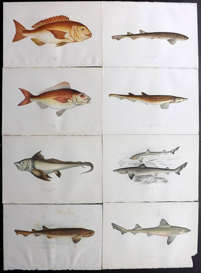 Couch, Jonathan 1877 Lot of 8 Fish Prints: Color Printed Woodblocks Published 1877, London for "A History of the Fishes of the British Islands" by Jonathan Couch. Paper Size: 9.5 x 6.5 inch (24 x 16.5cm) Good Condition