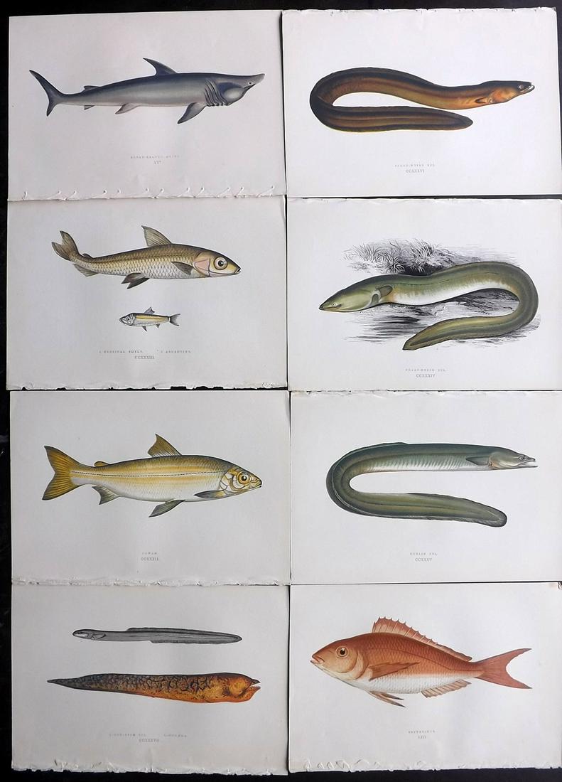 Couch, Jonathan 1877 Lot of 8 Fish Prints: Color Printed Woodblocks Published 1877, London for "A History of the Fishes of the British Islands" by Jonathan Couch. Paper Size: 9.5 x 6.5 inch (24 x 16.5cm) Good Condition