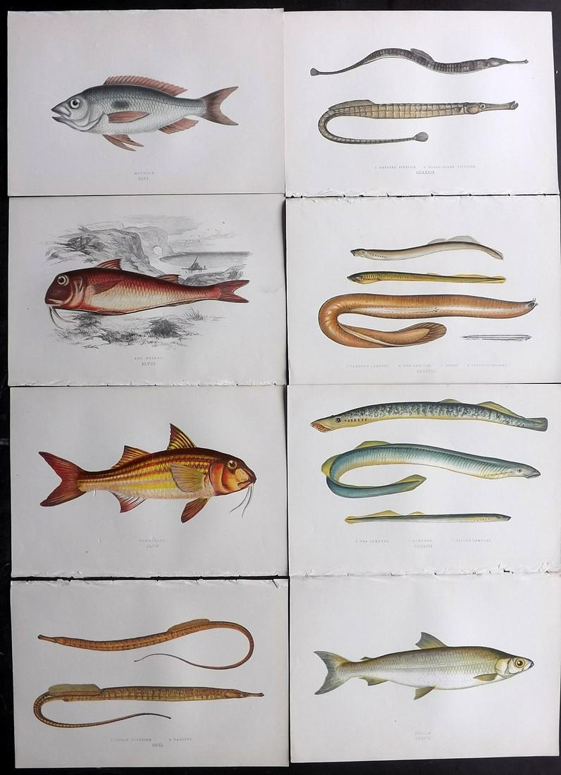 Couch, Jonathan 1877 Lot of 8 Fish Prints: Color Printed Woodblocks Published 1877, London for "A History of the Fishes of the British Islands" by Jonathan Couch. Paper Size: 9.5 x 6.5 inch (24 x 16.5cm) Good Condition