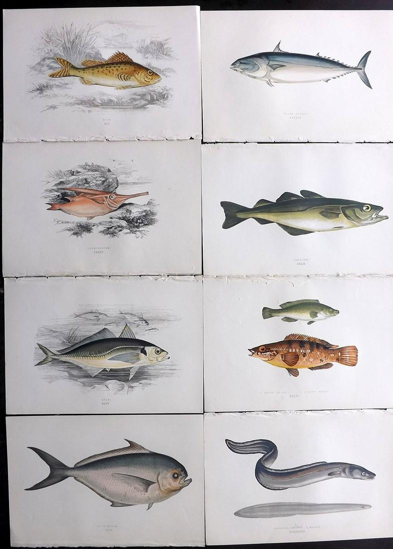 Couch, Jonathan 1877 Lot of 8 Fish Prints: Color Printed Woodblocks Published 1877, London for "A History of the Fishes of the British Islands" by Jonathan Couch. Paper Size: 9.5 x 6.5 inch (24 x 16.5cm) Good Condition