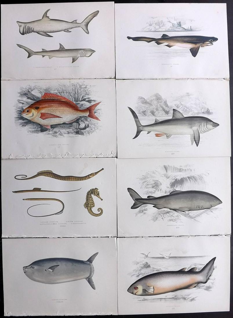 Couch, Jonathan 1877 Lot of 8 Fish Prints: Color Printed Woodblocks Published 1877, London for "A History of the Fishes of the British Islands" by Jonathan Couch. Paper Size: 9.5 x 6.5 inch (24 x 16.5cm) Good Condition