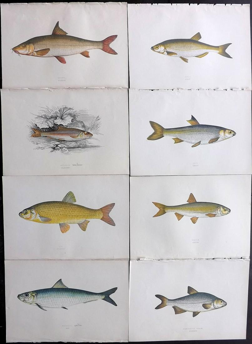 Couch, Jonathan 1877 Lot of 8 Fish Prints: Color Printed Woodblocks Published 1877, London for "A History of the Fishes of the British Islands" by Jonathan Couch. Paper Size: 9.5 x 6.5 inch (24 x 16.5cm) Good Condition