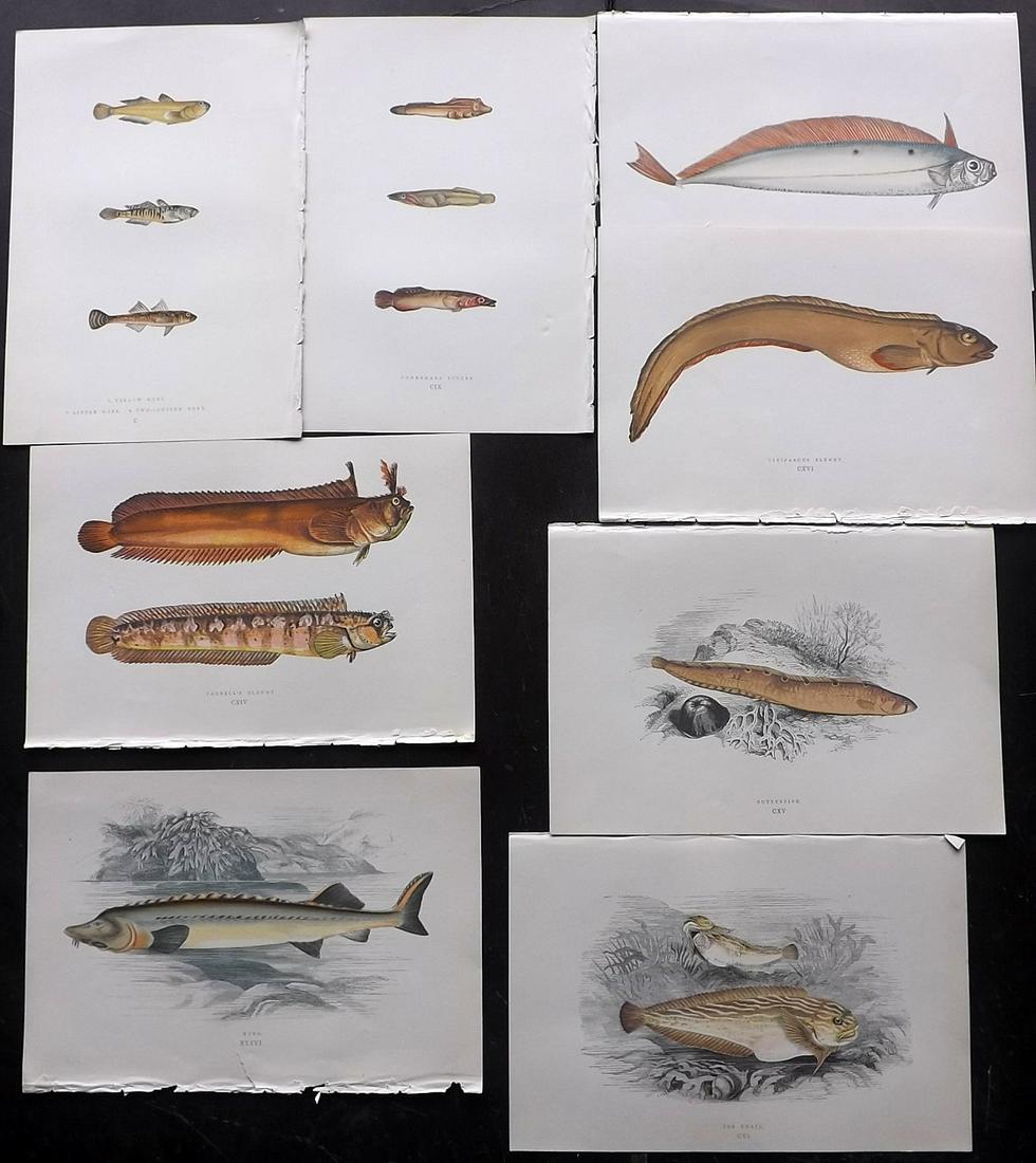 Couch, Jonathan 1877 Lot of 8 Fish Prints: Color Printed Woodblocks Published 1877, London for "A History of the Fishes of the British Islands" by Jonathan Couch. Paper Size: 9.5 x 6.5 inch (24 x 16.5cm) Good Condition
