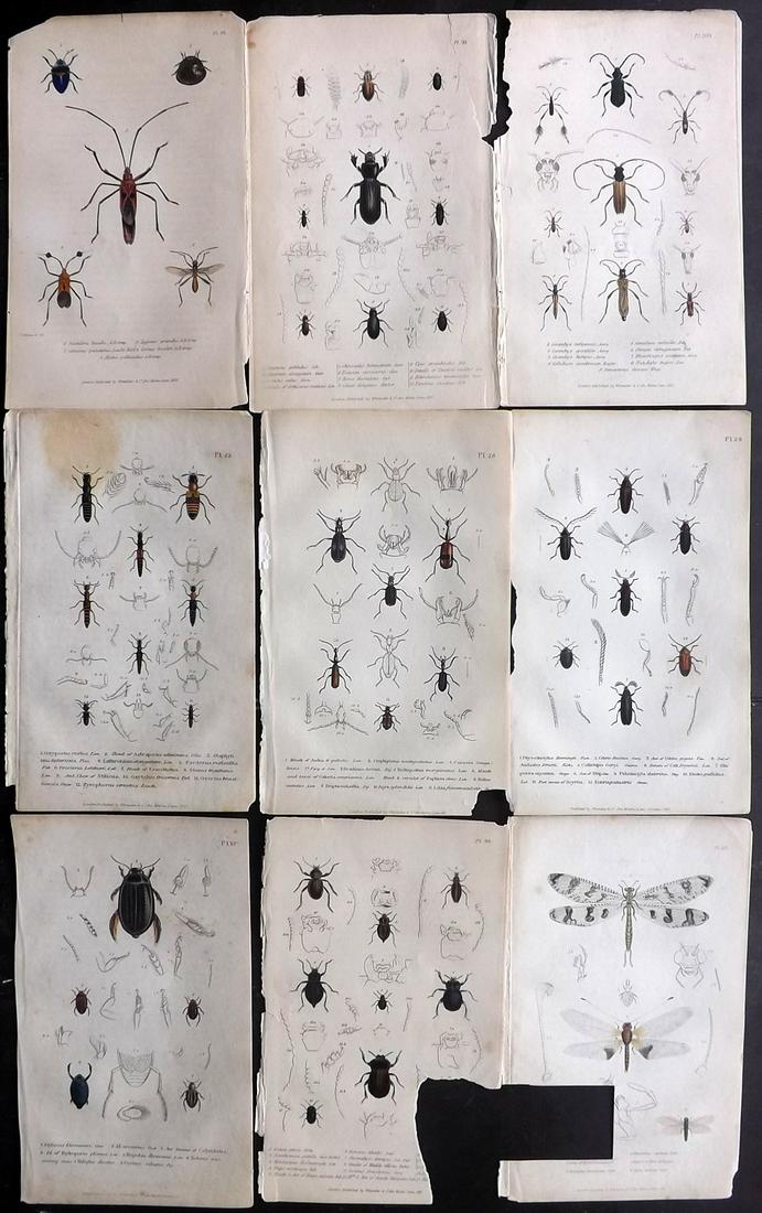 Cuvier, Baron 1833 Lot of 9 HCol Insects Prints (1 of 2)