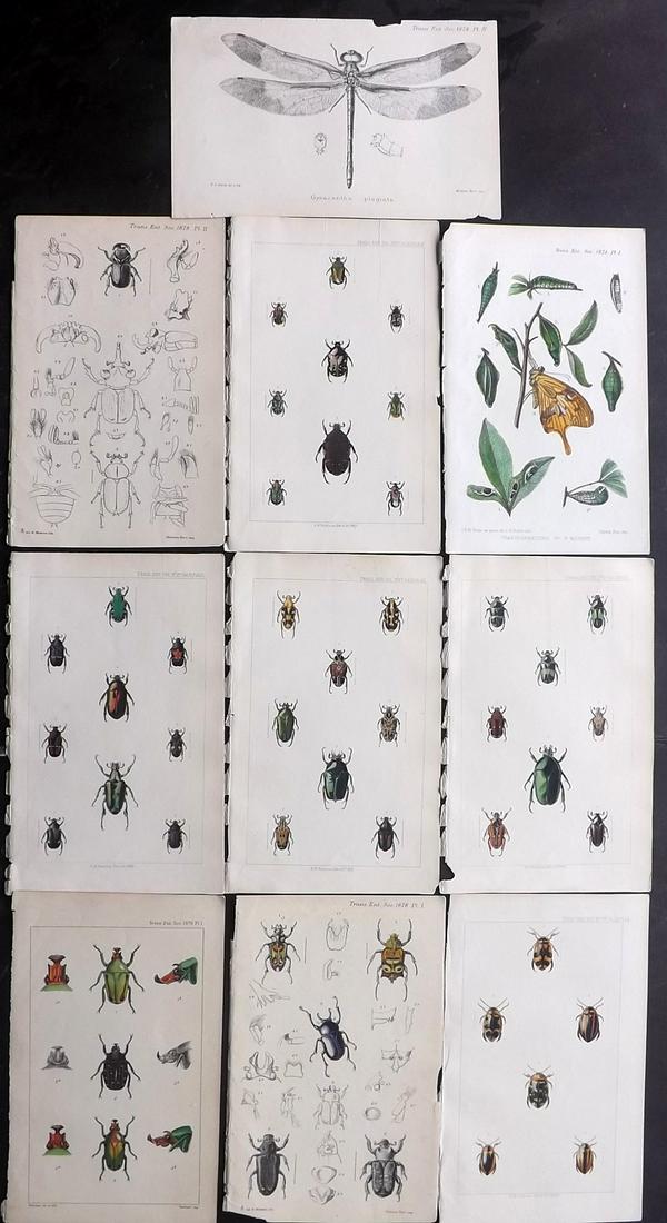 Entomological Society 1878-C1890 Lot of 9 Insects (1 of 2)