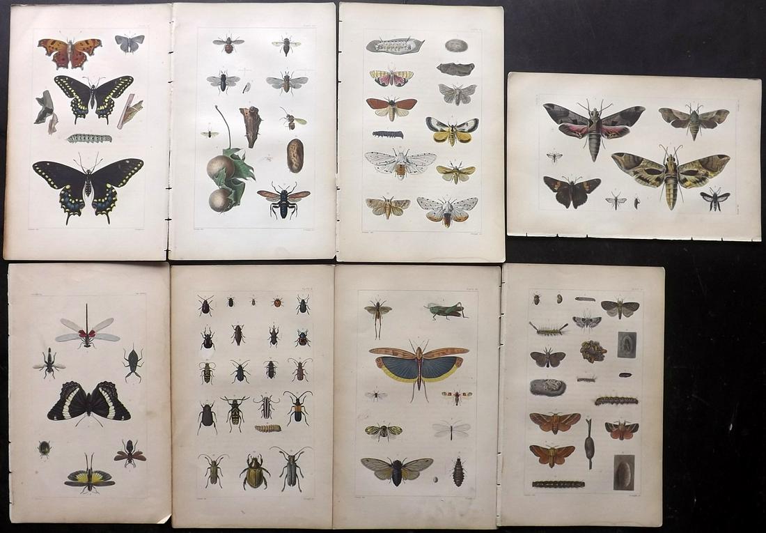Harris, Thaddeus 1862 Lot 8 HC Insect, Butterfly Moths (1 of 2)