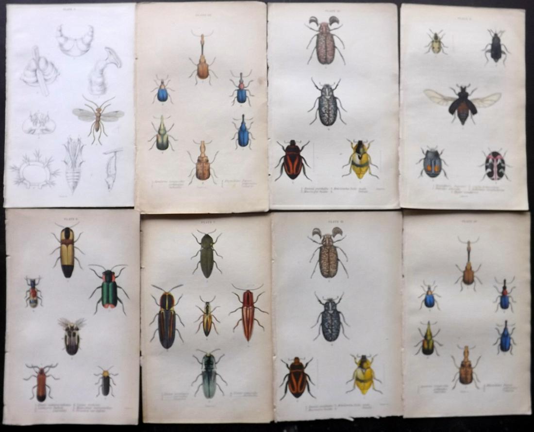 Jardine, William C1840 Lot of 8 HC Prints. Beetles etc (1 of 2)