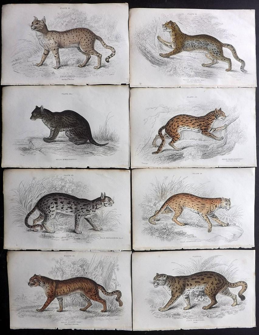 Jardine, William C1840 Lot of 8 HC Prints. Big Cats (1 of 2)