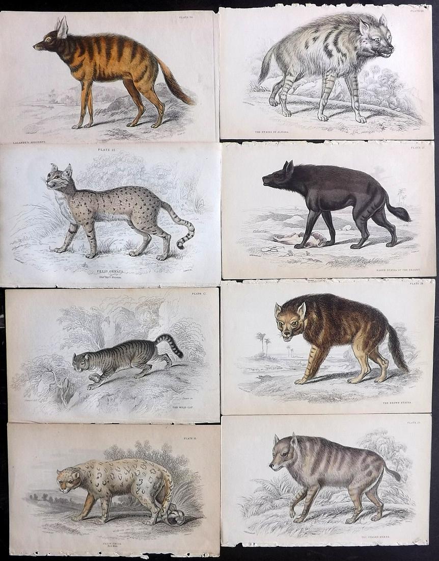 Jardine, William C1840 Lot of 8 HC Prints. Hyena, Cats (1 of 2)