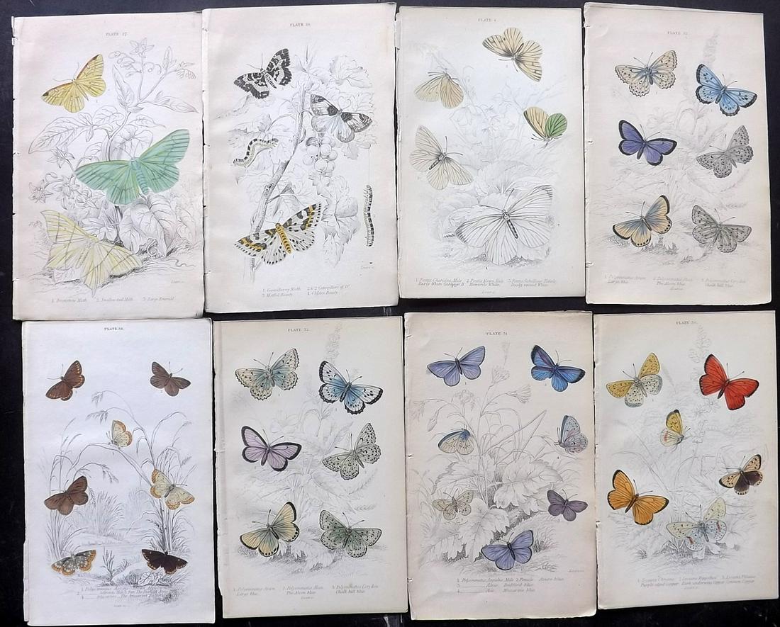 Jardine, William C1840 Lot of 8. Moths & Butterflies (1 of 2)