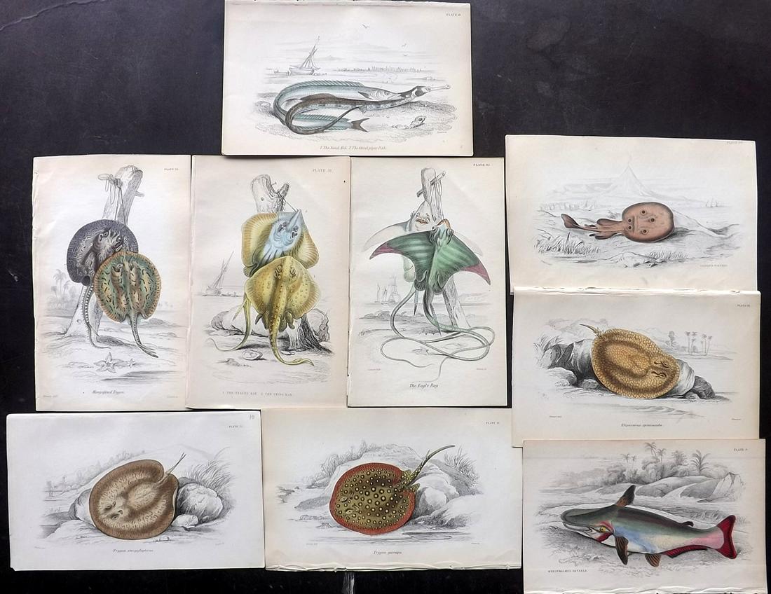 Jardine, William C1840 Lot of 9 HC Prints. Fish (1 of 2)