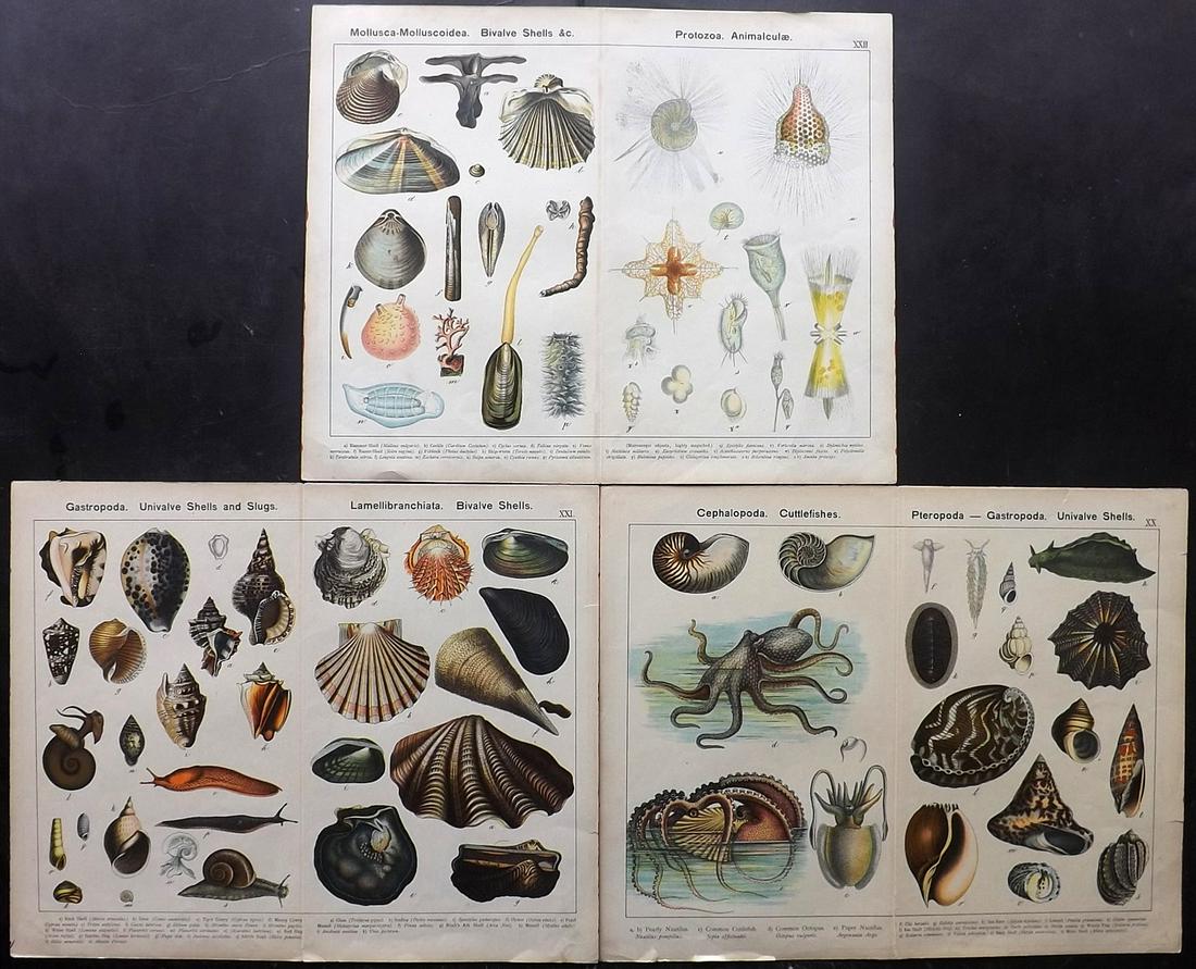 Kirby & Schubert 1889 Lot of 3 Large Shell Prints (1 of 2)