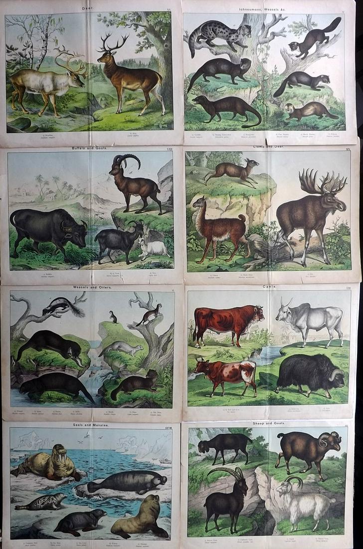 Kirby & Schubert 1889 Lot of 8 Large Animal Prints (1 of 2)