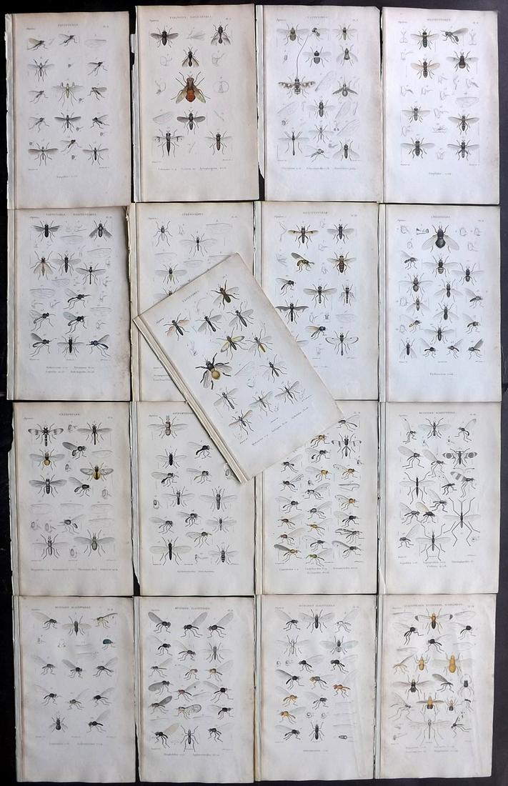 Macquart, Justin 1835 Lot of 17 Hand Col Insect Prints (1 of 2)