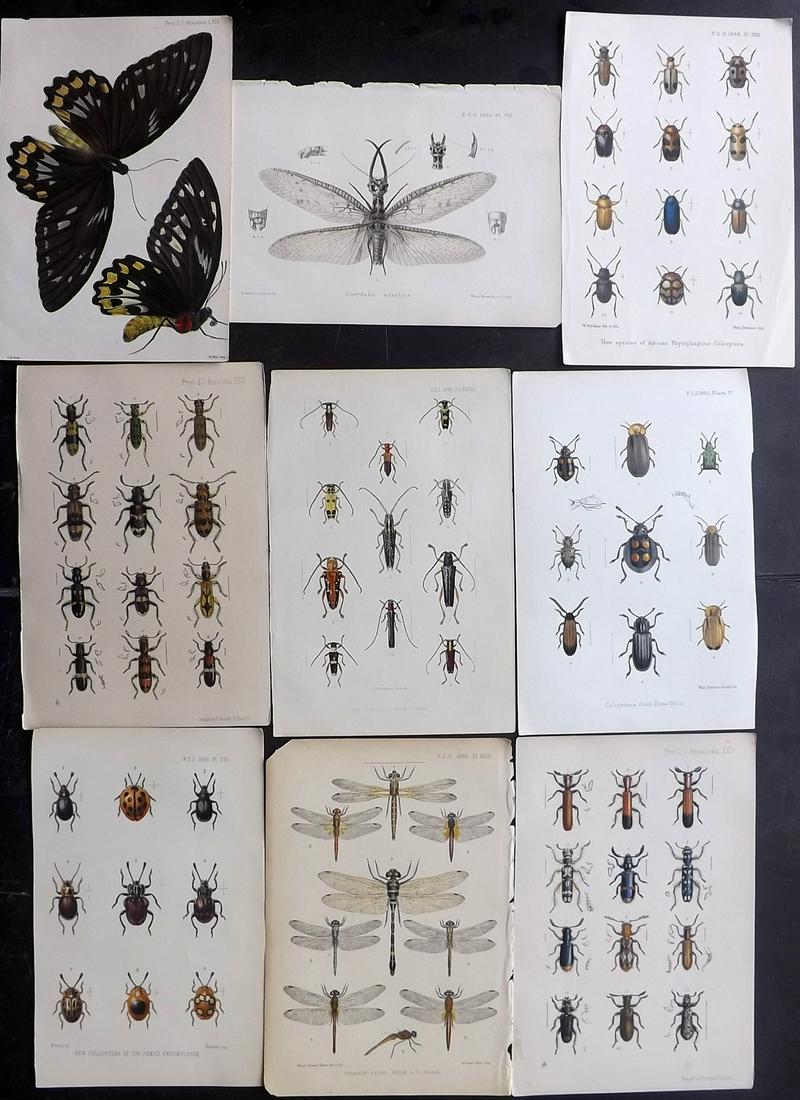 PZS C1890 Lot of 9 Hand Col Insect Prints (1 of 2)
