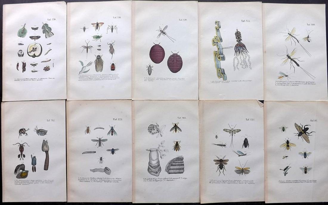 Reichenbach, Anton C1850 Lot of 10 HC Insect Prints (1 of 2)