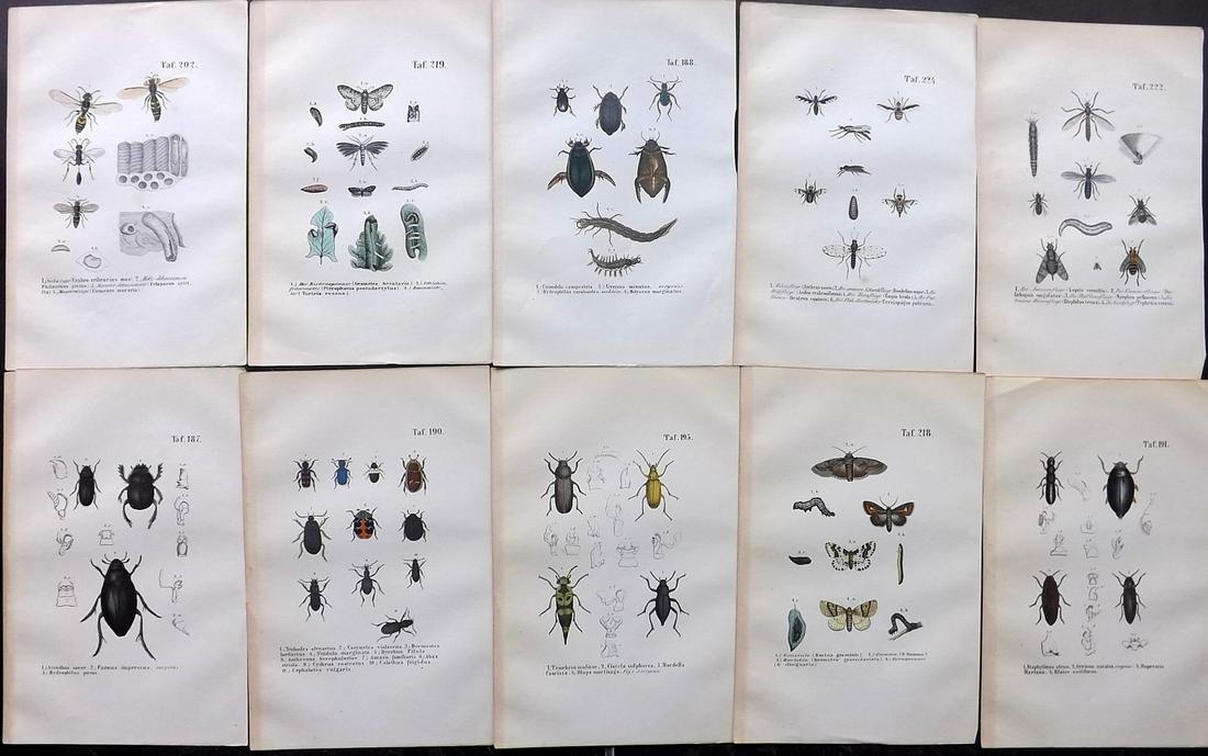 Reichenbach, Anton C1850 Lot of 10 HC Insect Prints (1 of 2)