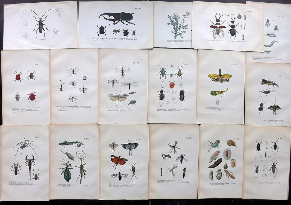 Reichenbach, Anton C1850 Lot of 17 HC Insect Prints (1 of 2)