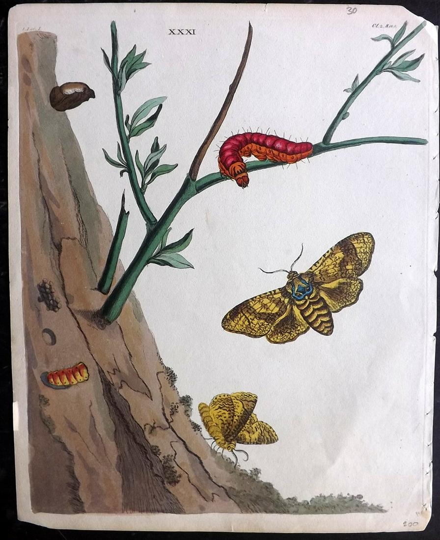Wilkes, Benjamin 1824 HC Print. Moth & Caterpillar: Hand Colored Copper Plate Published 1824, London for "One Hundred and Twenty Copper-Plates of English Moths and Butterflies" by Benjamin Wilkes. Illustrated by George Ehret and Jacob Van Huysum. Paper
