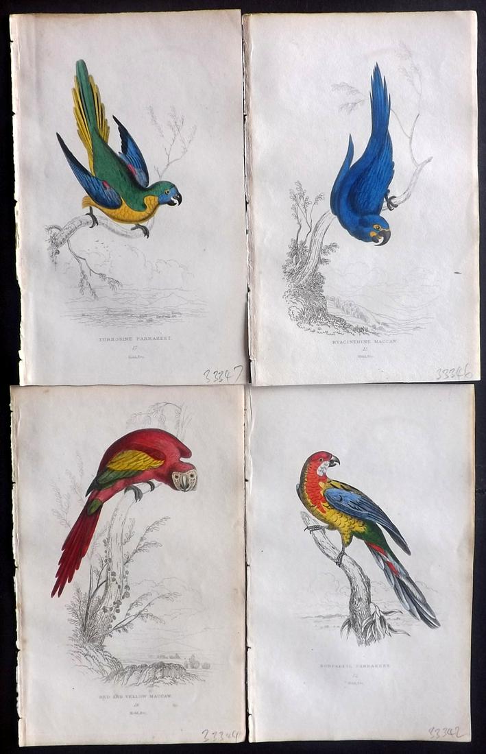 Lauder, Brown & Kidd 1833 Lot of 4 HCol Parrot Prints (1 of 2)