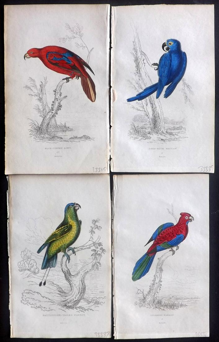 Lauder, Brown & Kidd 1833 Lot of 4 HCol Parrot Prints (1 of 2)
