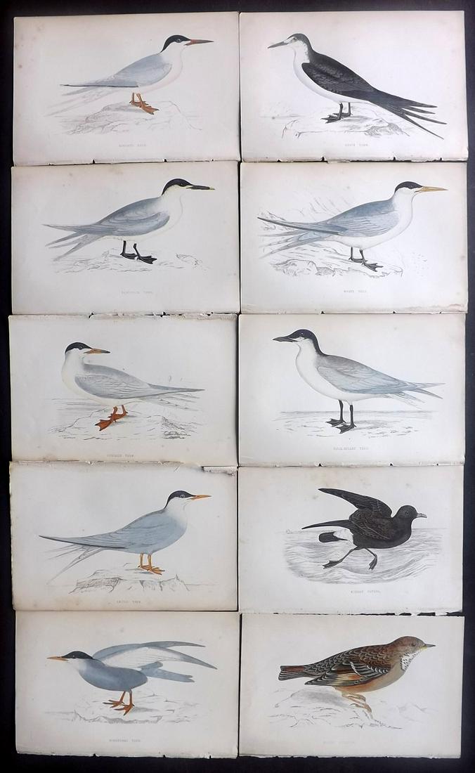 Morris, Francis 1867 Lot of 10 Hand Col Bird Prints: Woodblocks Published 1863-67, London for "A History of British Birds" by the Rev. Franis Orpen Morris. Printed in colours and finished by Benjamin Fawcett. Paper Size: 7 x 5 inch (18 x 13cm) Some back