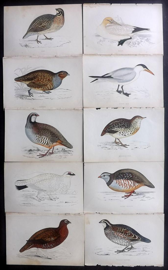 Morris, Francis 1867 Lot of 10 Hand Col Bird Prints: Woodblocks Published 1863-67, London for "A History of British Birds" by the Rev. Franis Orpen Morris. Printed in colours and finished by Benjamin Fawcett. Paper Size: 7 x 5 inch (18 x 13cm) Some back