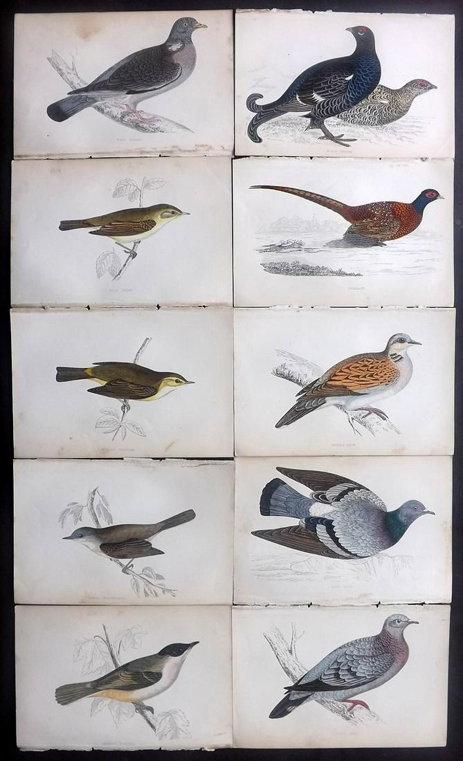 Morris, Francis 1867 Lot of 10 Hand Col Bird Prints: Woodblocks Published 1863-67, London for "A History of British Birds" by the Rev. Franis Orpen Morris. Printed in colours and finished by Benjamin Fawcett. Paper Size: 7 x 5 inch (18 x 13cm) Some back