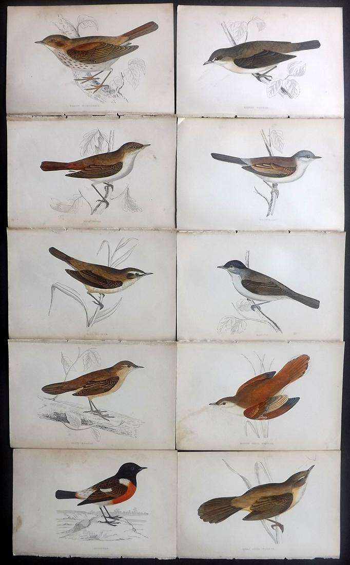 Morris, Francis 1867 Lot of 10 Hand Col Bird Prints: Woodblocks Published 1863-67, London for "A History of British Birds" by the Rev. Franis Orpen Morris. Printed in colours and finished by Benjamin Fawcett. Paper Size: 7 x 5 inch (18 x 13cm) Some back